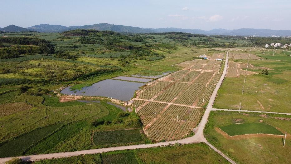 打造农村电商特色产业,乡村特色产业电商发展方向