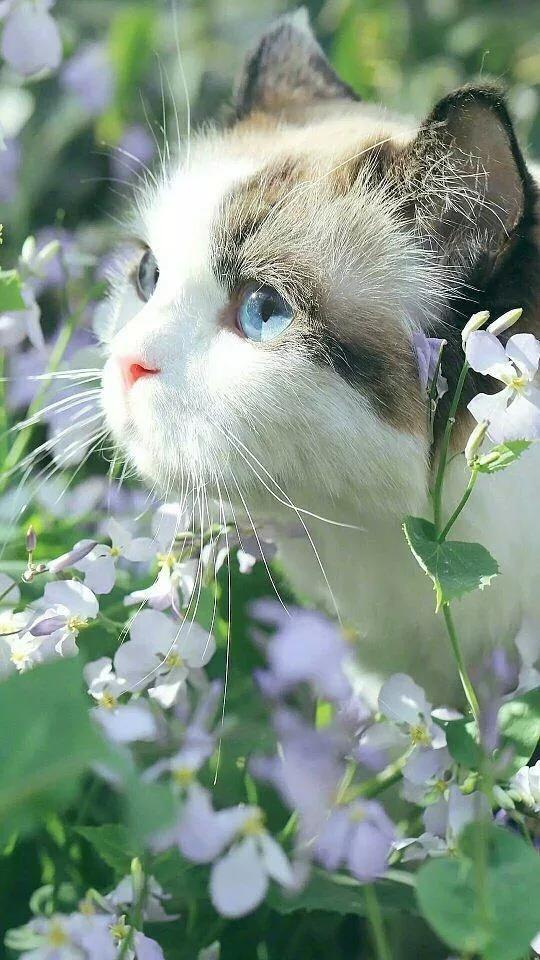 可爱动物手机壁纸超清全面屏,壁纸卡通可爱简单呆萌动物