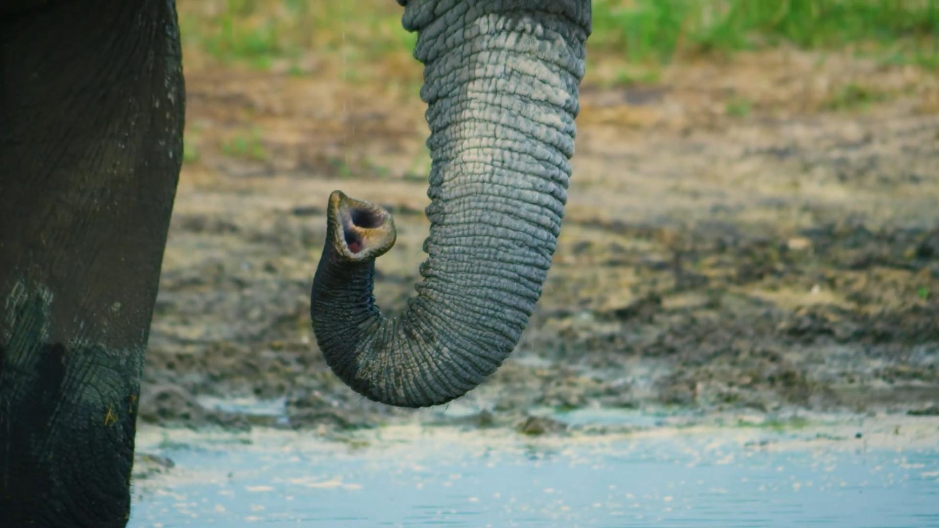 非洲人宁愿吃蚊子吃蜗牛，也不愿吃大象肉，究竟是什么原因？