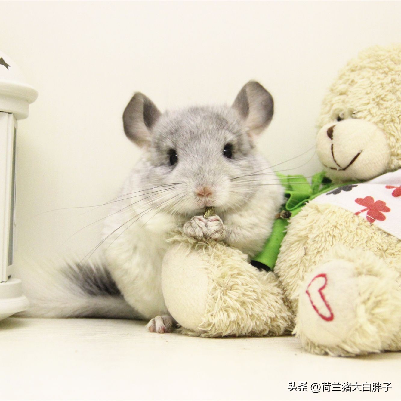 养龙猫的十大坏处,宠物龙猫怎么养攻略教程