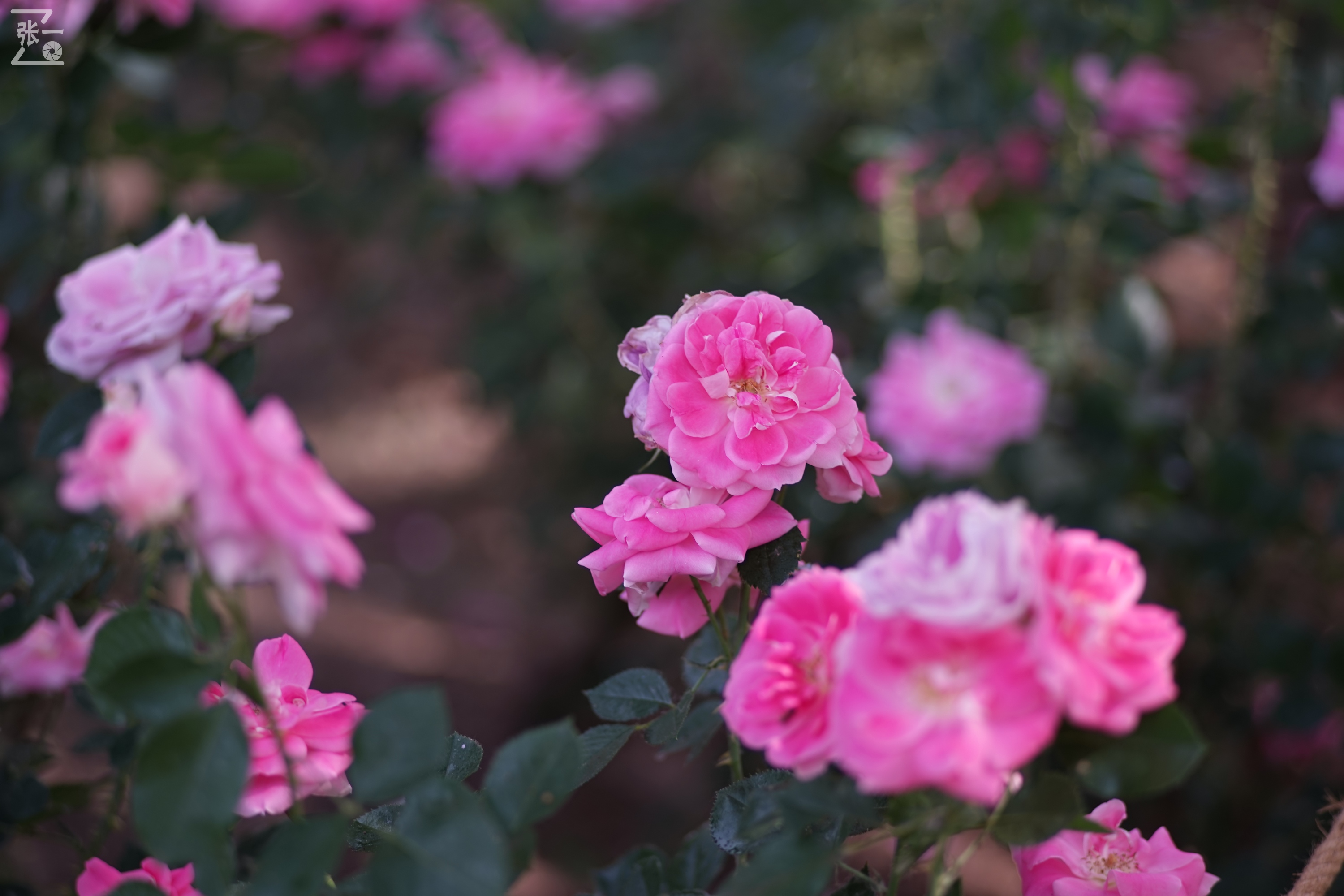 蔡司sonnar50毫米,蔡司sonnar镜头生产年份