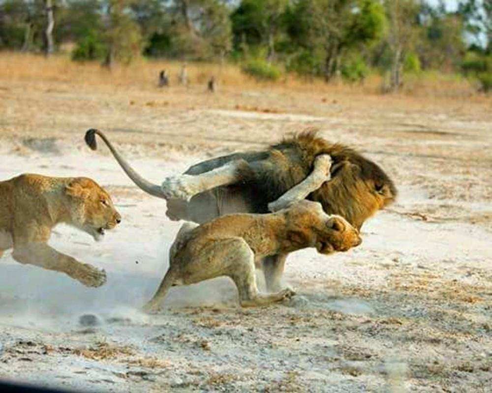 每天交尾可达50次！雄狮与雌狮交尾后，为什么会发生短暂打斗？