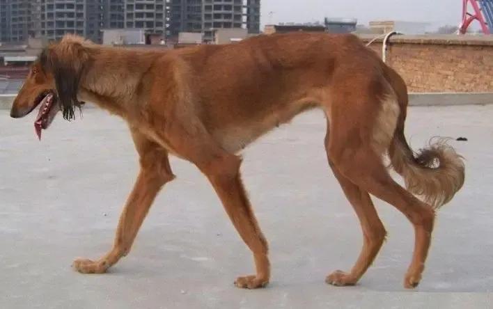 狗有哪些犬种,中国狗犬种排名