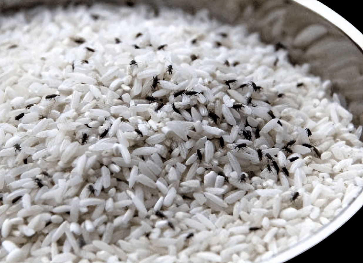 大米密封起来会发霉吗,大米密封桶会坏吗