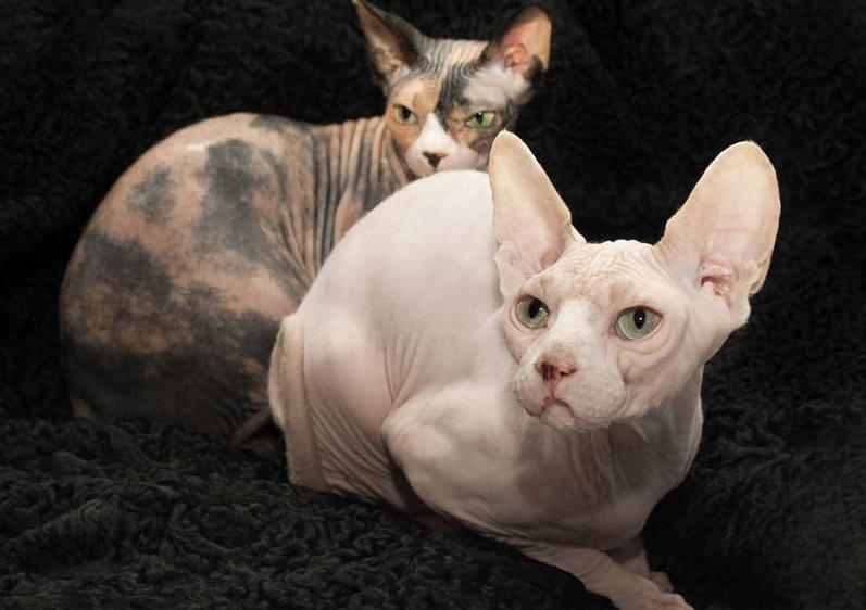 斯芬克斯猫但是身上有短毛,斯芬克斯猫是什么猫繁衍的