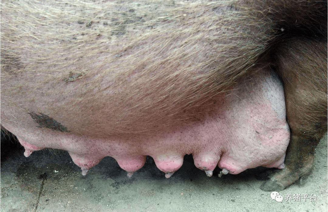 想要奶水多吃什么下奶,母猪怀孕后期乳房水肿怎么办
