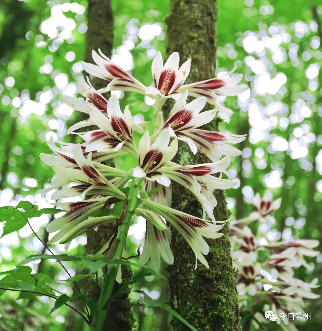 崇州山里的野百合图片,成都大邑野百合花海美景图