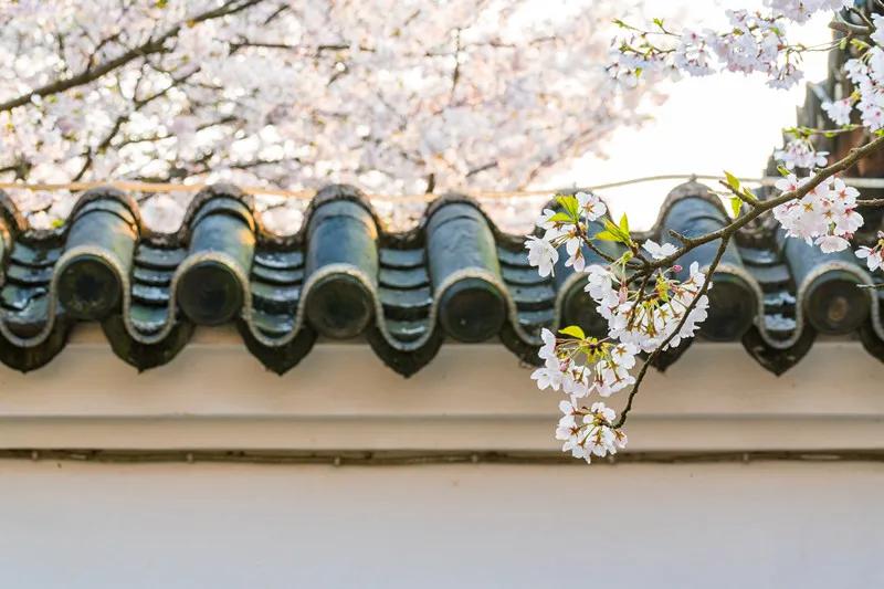 收藏100首最美诗词留住最美春天,写春景最美的40首诗