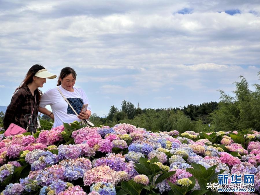 周末去哪里玩最合适昆明,昆明景点莫奈花园