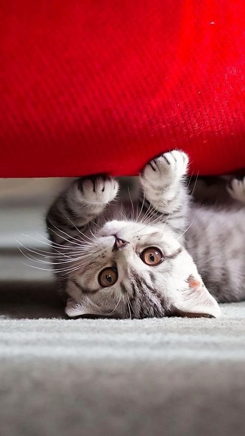 养猫首选这3种猫既便宜又好养,养猫和养狗哪个开销便宜点