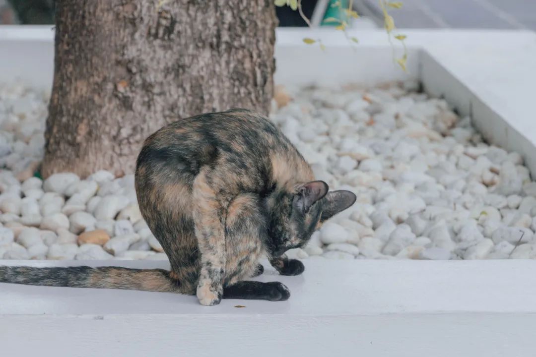 大数据推给想去泰国的朋友，万字长文玩转曼谷芭提雅