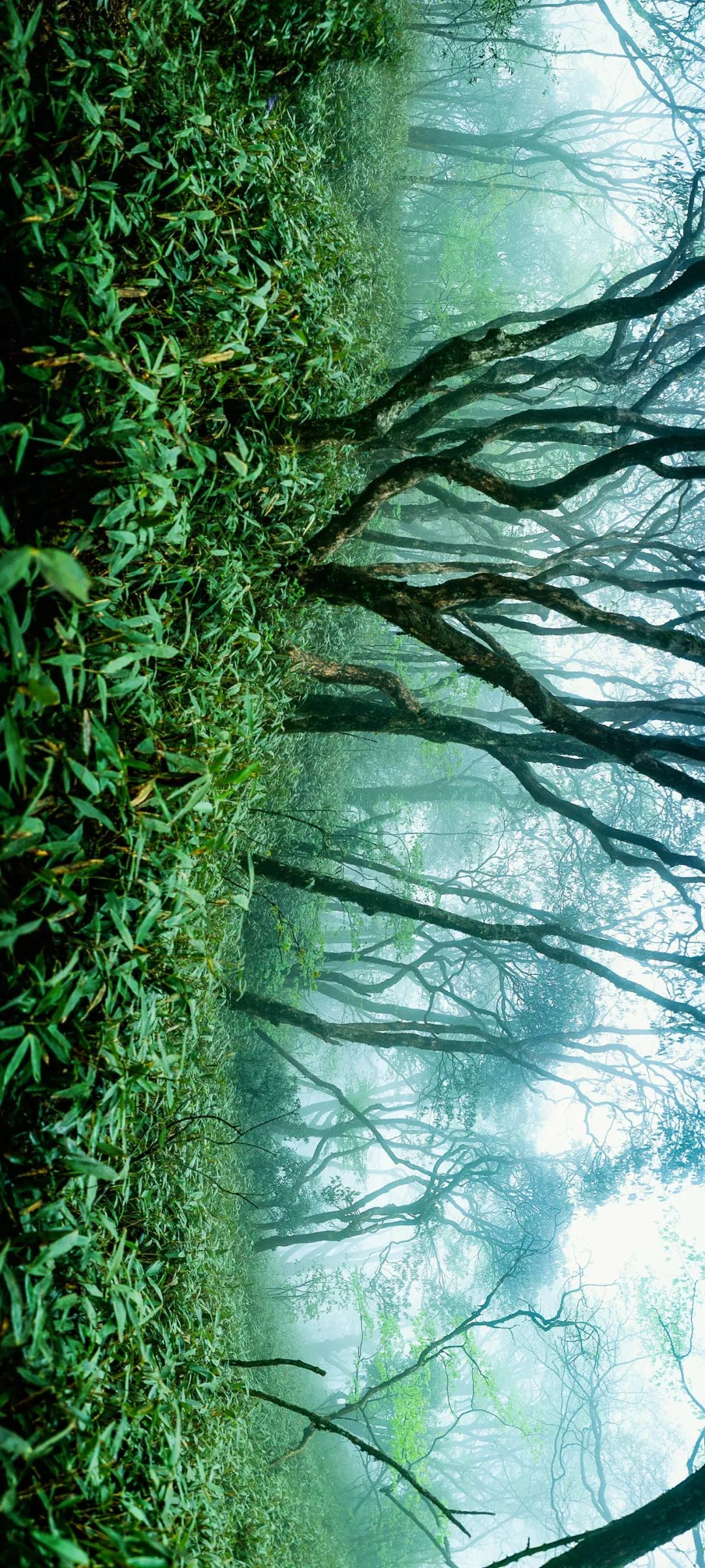 绿色狂想曲,绿色狂想曲三年级