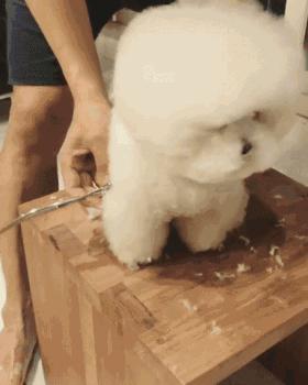 什么狗性格比较稳定又暴力,常见狗中哪种狗战斗力最强