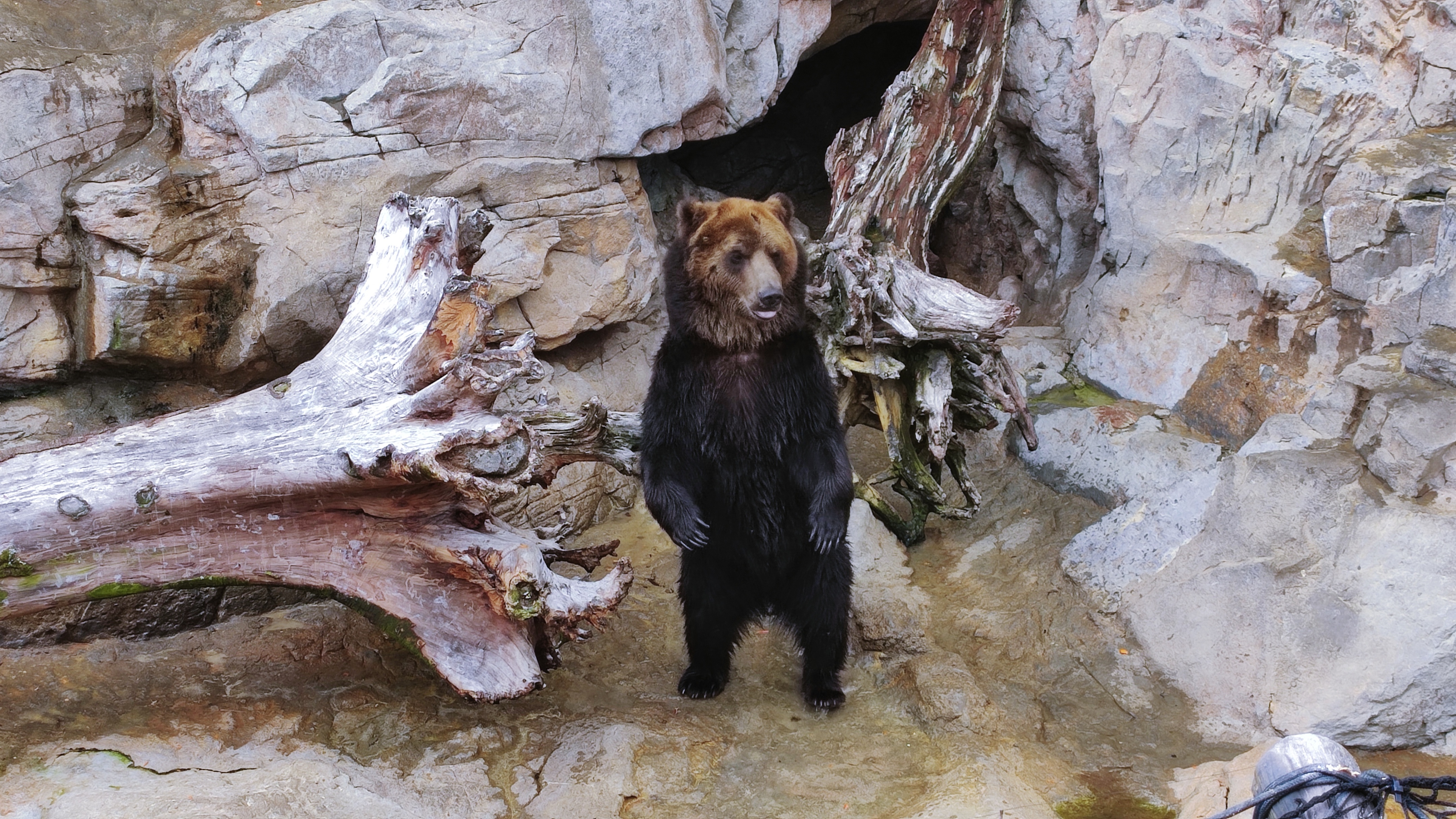 珠海长隆海洋王国鲸鱼,珠海长隆海洋王国门票