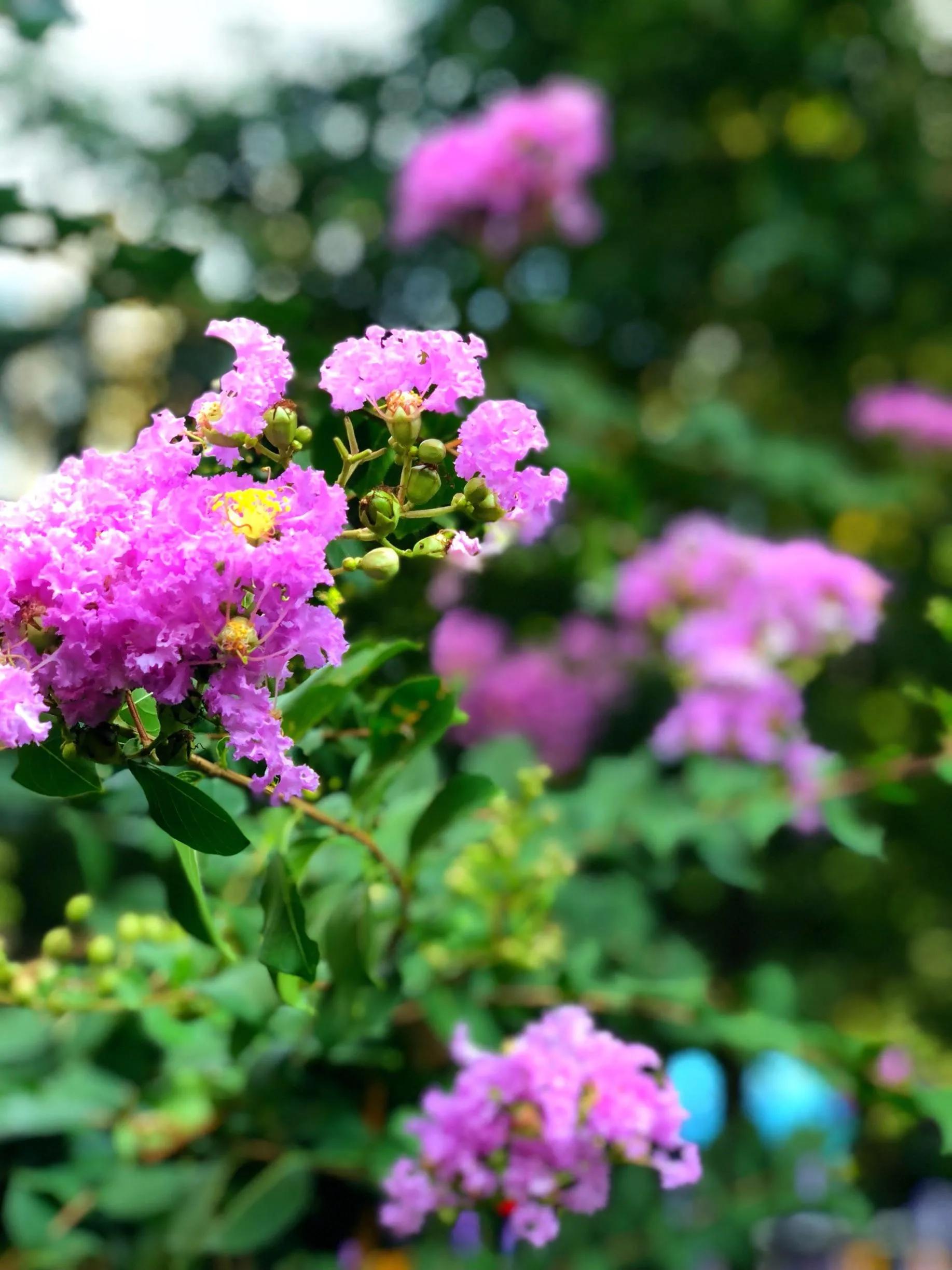 紫薇花壁纸高清全屏,唯美紫壁纸