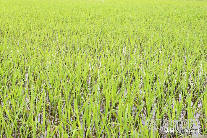 种养结合型的生态农业循环模式,贵州省安顺市平坝县乐平镇大屯村