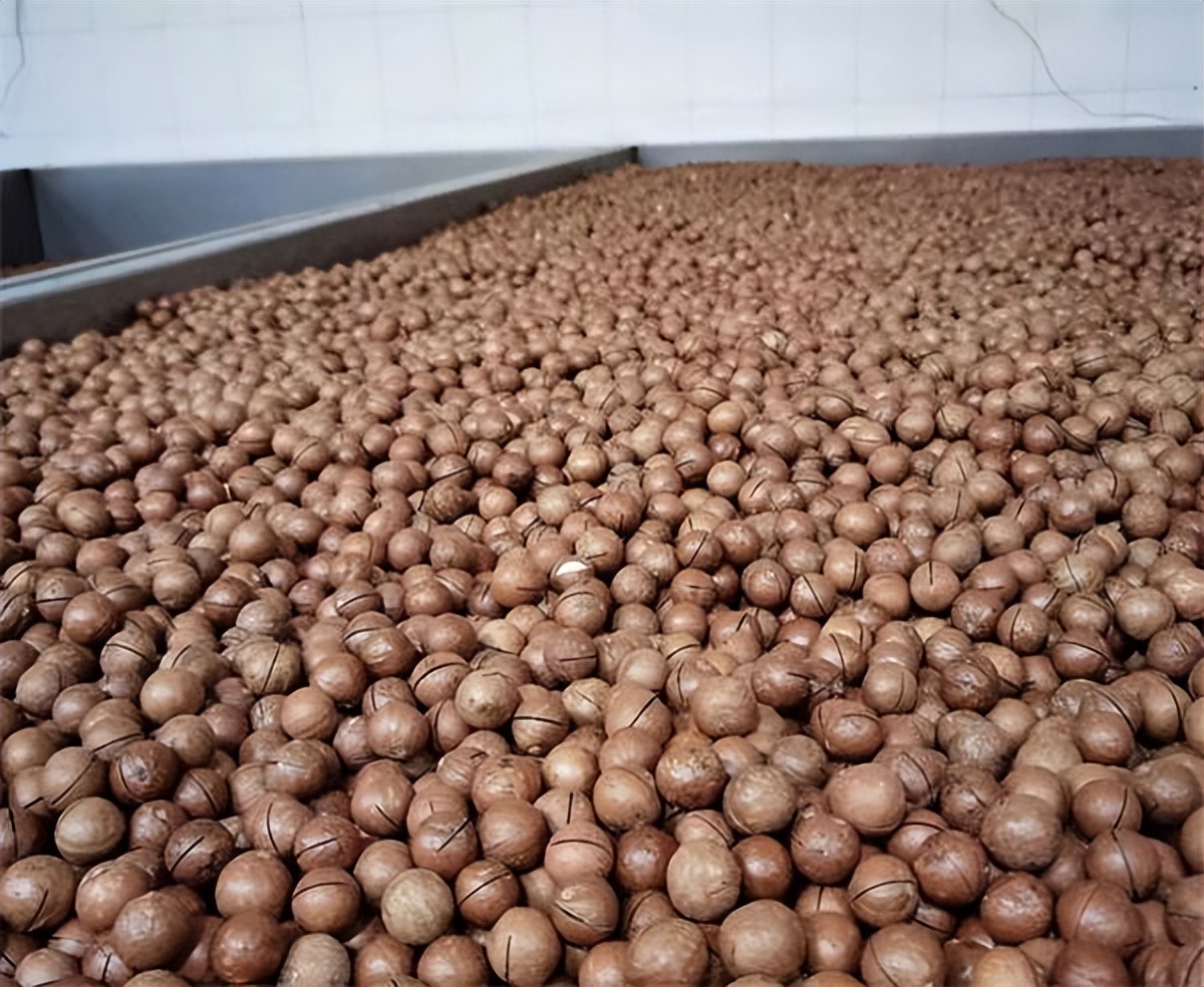 夏威夷果为什么叫夏威夷果,夏威夷果为什么叫鸡蛋果