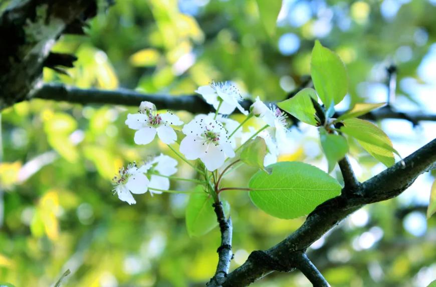 风吹棠梨花，十二首棠梨花的诗词，满树花开，洁白胜雪