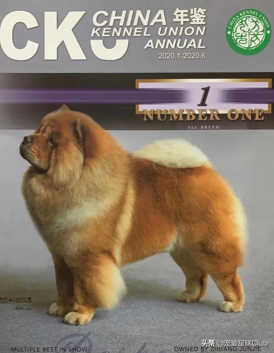 松狮犬是大型犬吗,松狮犬宠物百科