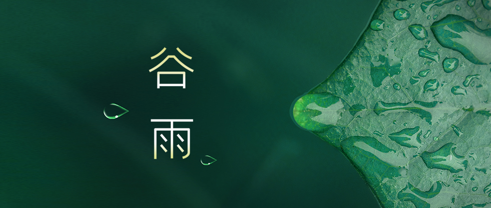 一杯简单的谷雨茶,谷雨茶该怎么泡茶好喝一点