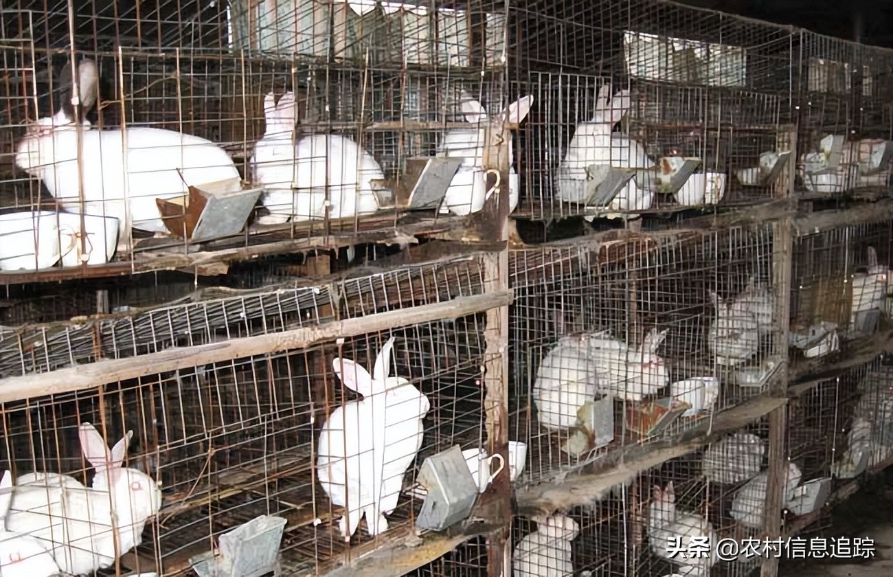 农村现在有什么好的养殖项目,农村养殖什么不愁销路成本低