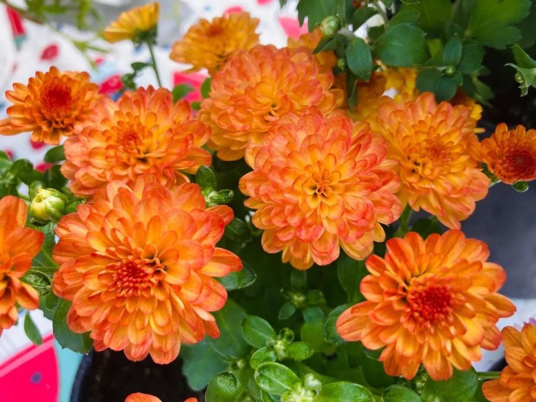 买花避开哪里,买花避坑指南