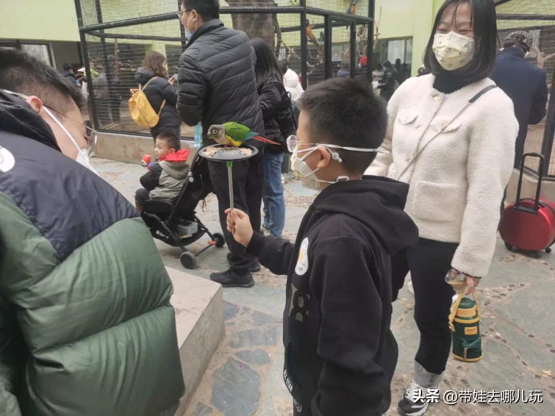 一天玩遍北京野生动物园,包场去鸟巢