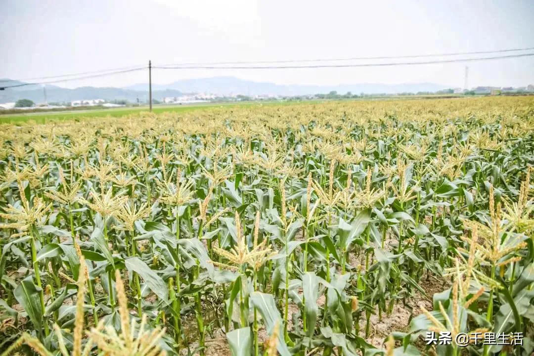 玉米界的“爱马仕”，一*爆口**浆，简直停不下来