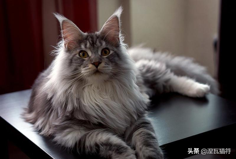 缅因库恩猫银虎斑,缅因猫浅银虎斑