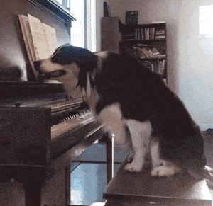 第一次养狗边境牧羊犬,为何很多人不敢养边境牧羊犬