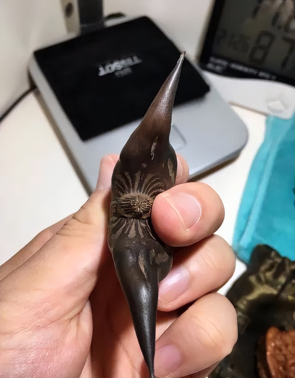 这届玩友已经“废”了，自制文玩之路越走越远，臭哄哄也能玩？