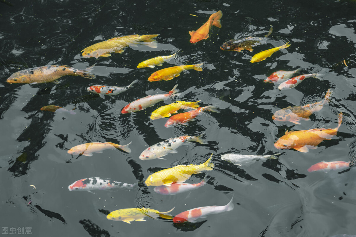 鱼塘养的鱼为什么会死,鱼塘里的鱼偶尔死一个是怎么回事