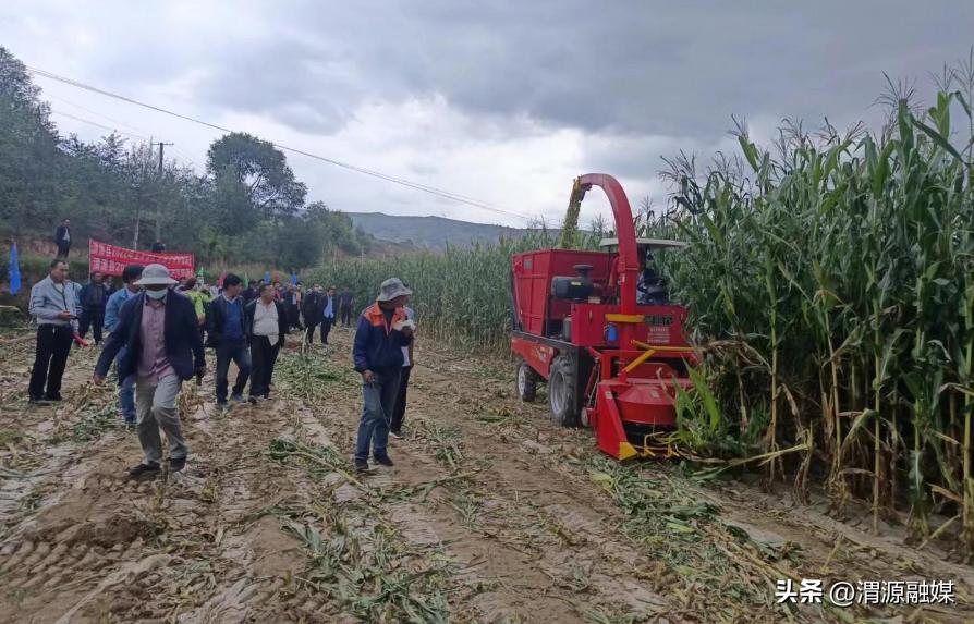 紧盯短板弱项助力产业发展——县农机中心组织开展玉米青贮机械化收获现场演示活动