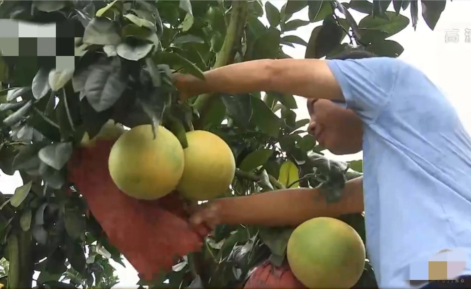 湖南小伙承包五千亩四年赚上千万,90后小伙承包15亩果园