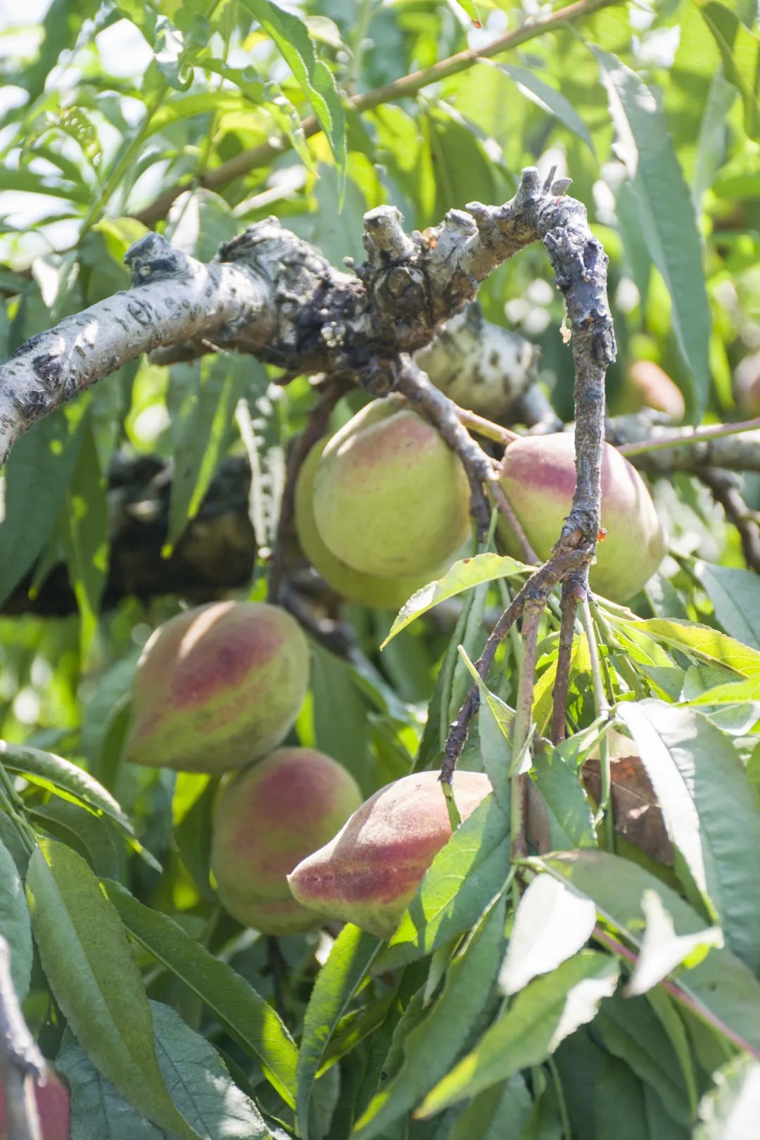 鹰嘴桃脆香甜,赣南鹰嘴桃新鲜现摘