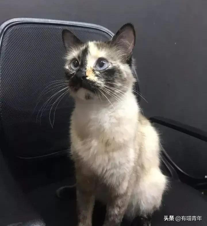 养猫有细菌浪费钱吗,养猫有用吗