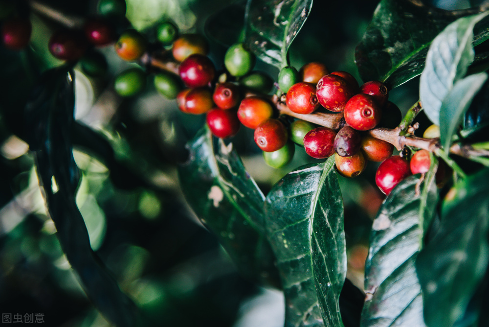 有没有和雀巢一样好喝的国产咖啡,雀巢各款咖啡测评