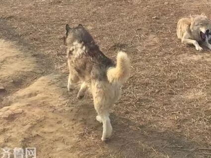 山东动物园哈士奇,山东动物园一只哈士奇混入了狼群