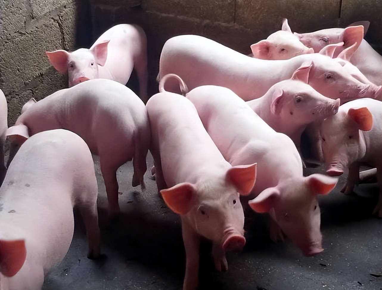 如何治疗猪拉稀?猪拉稀用什么药效果最好?猪拉稀的治疗方法!