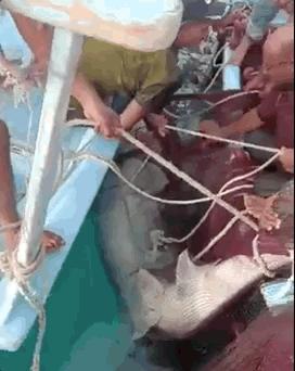 俄罗斯男子在海边被鲨鱼咬死,俄罗斯男子被鲨鱼咬死鲨鱼被捕