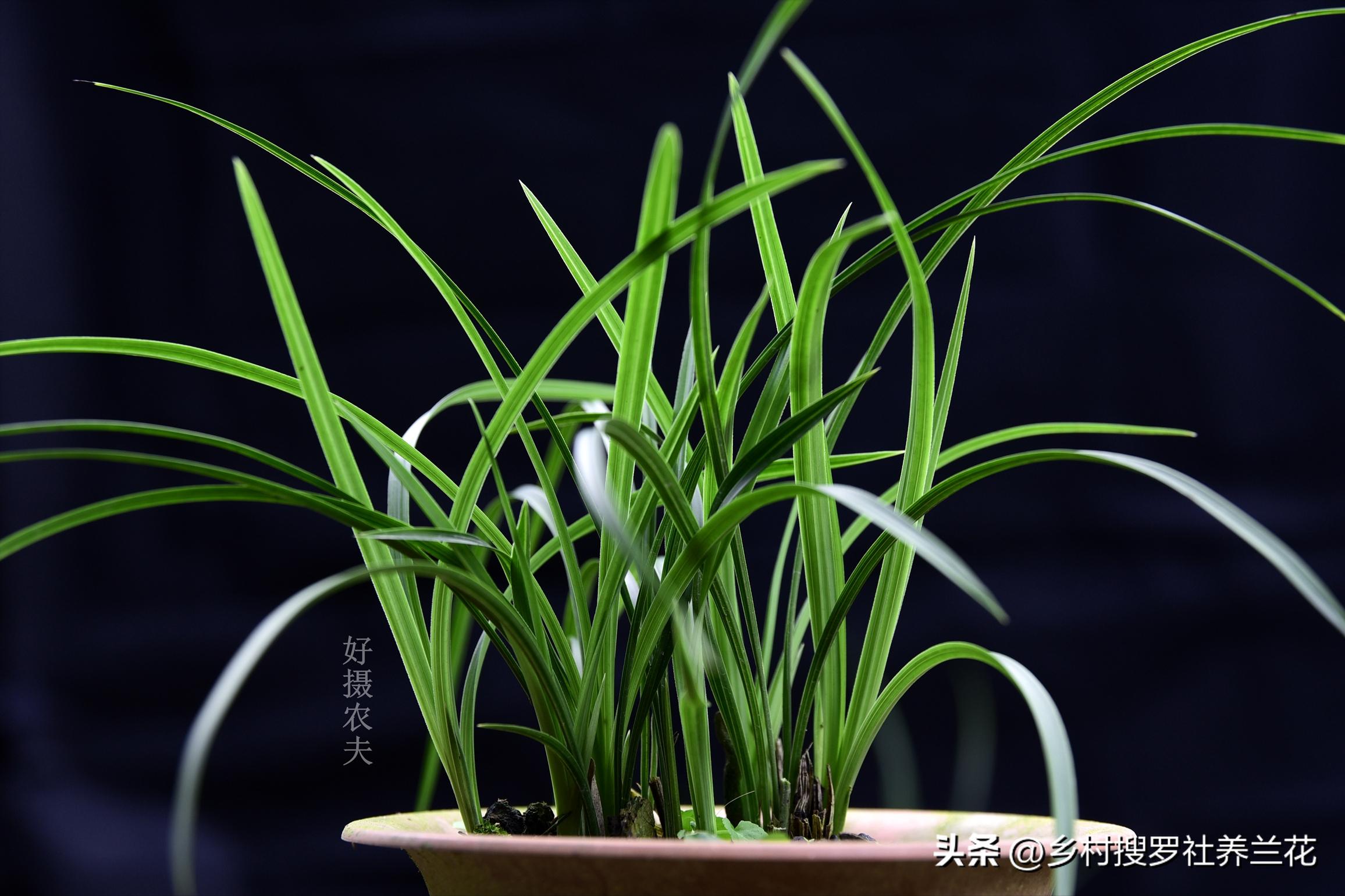 兰花翻盆的注意事项是什么,兰花春天翻盆好还是秋天翻盆好