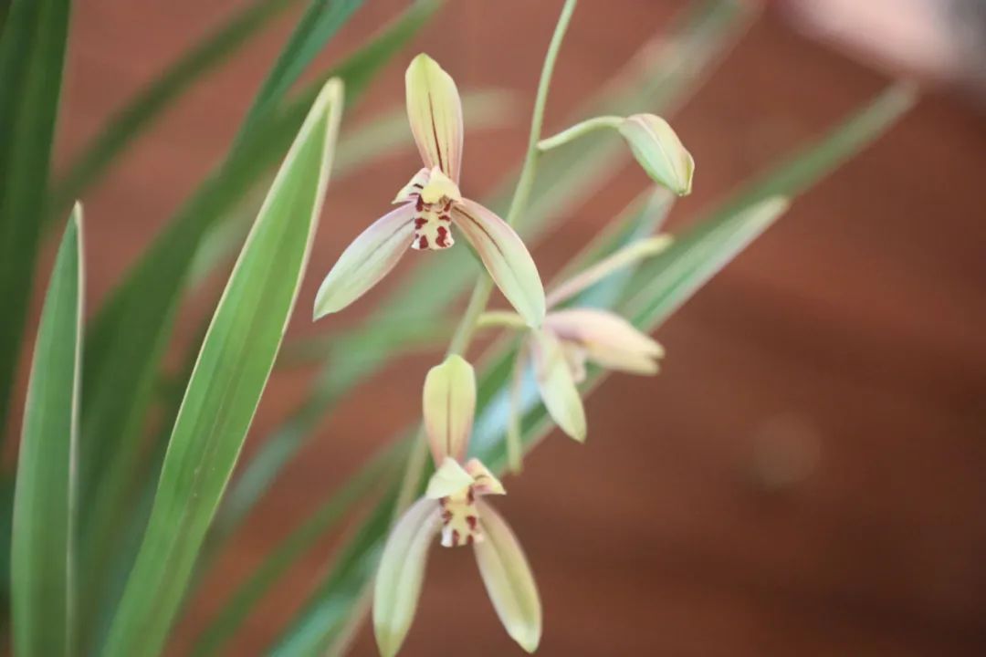 宋词三百首的诗句,宋词三百首经典词