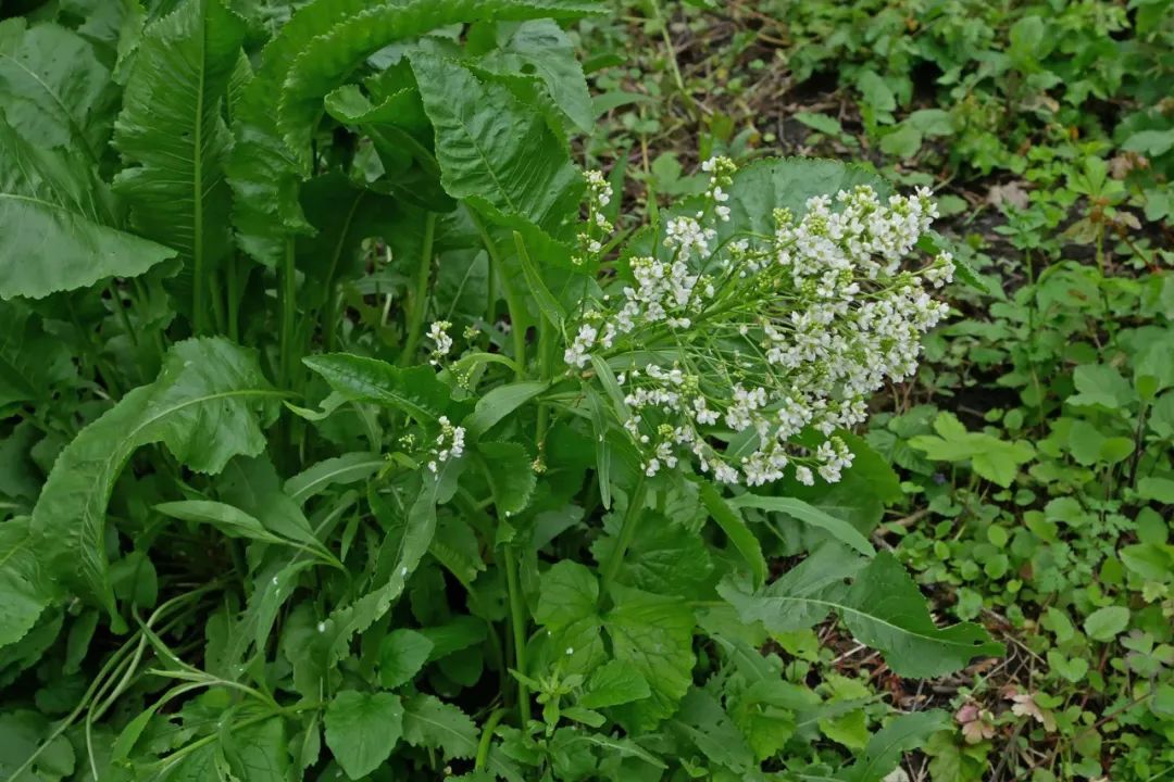 根类食物大全 (5种根菜类的食材)