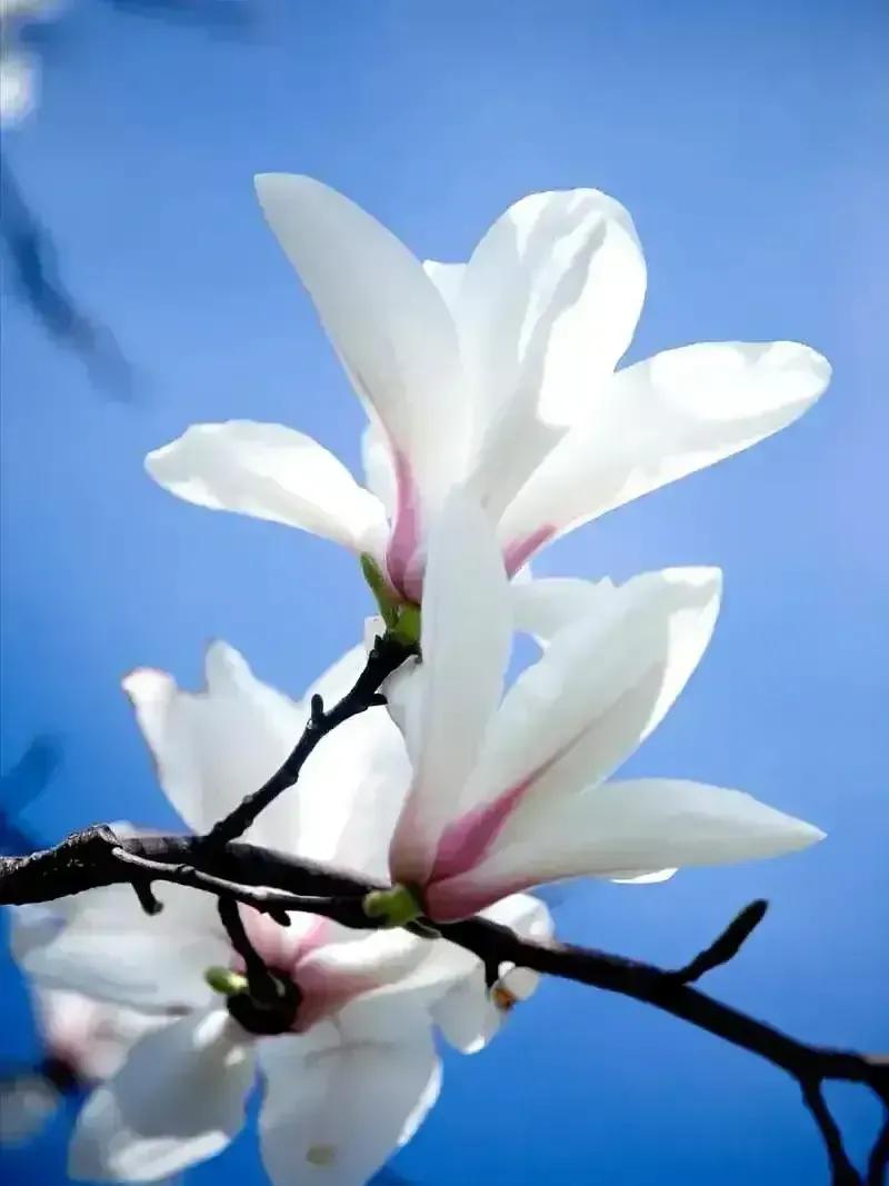 2023年02月27日星期一农历:癸卯年【兔年】二月初八八九第5天