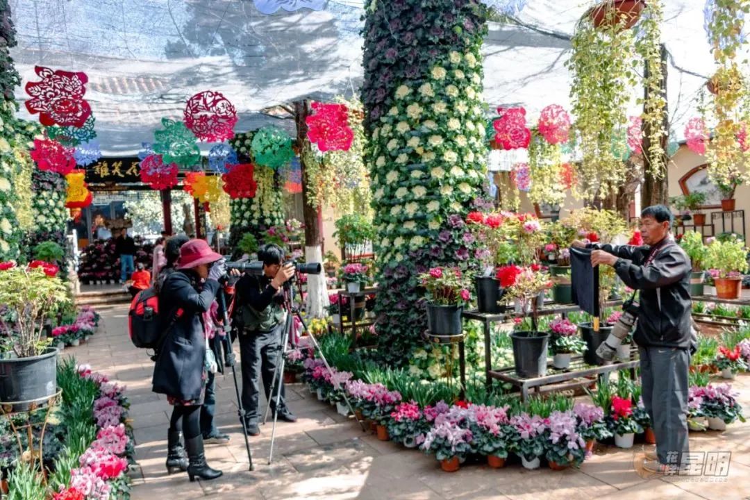 3月昆明踏青好去处,昆明周边游玩春天看花好去处