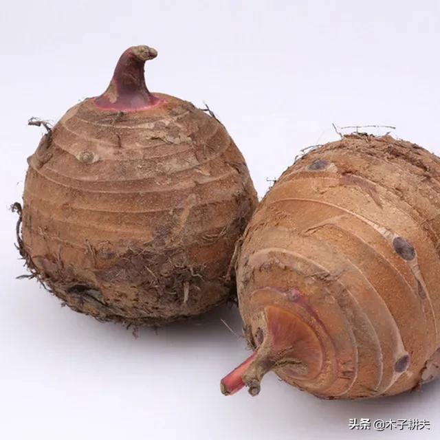 芋头是本土植物吗,芋头最早来自哪里