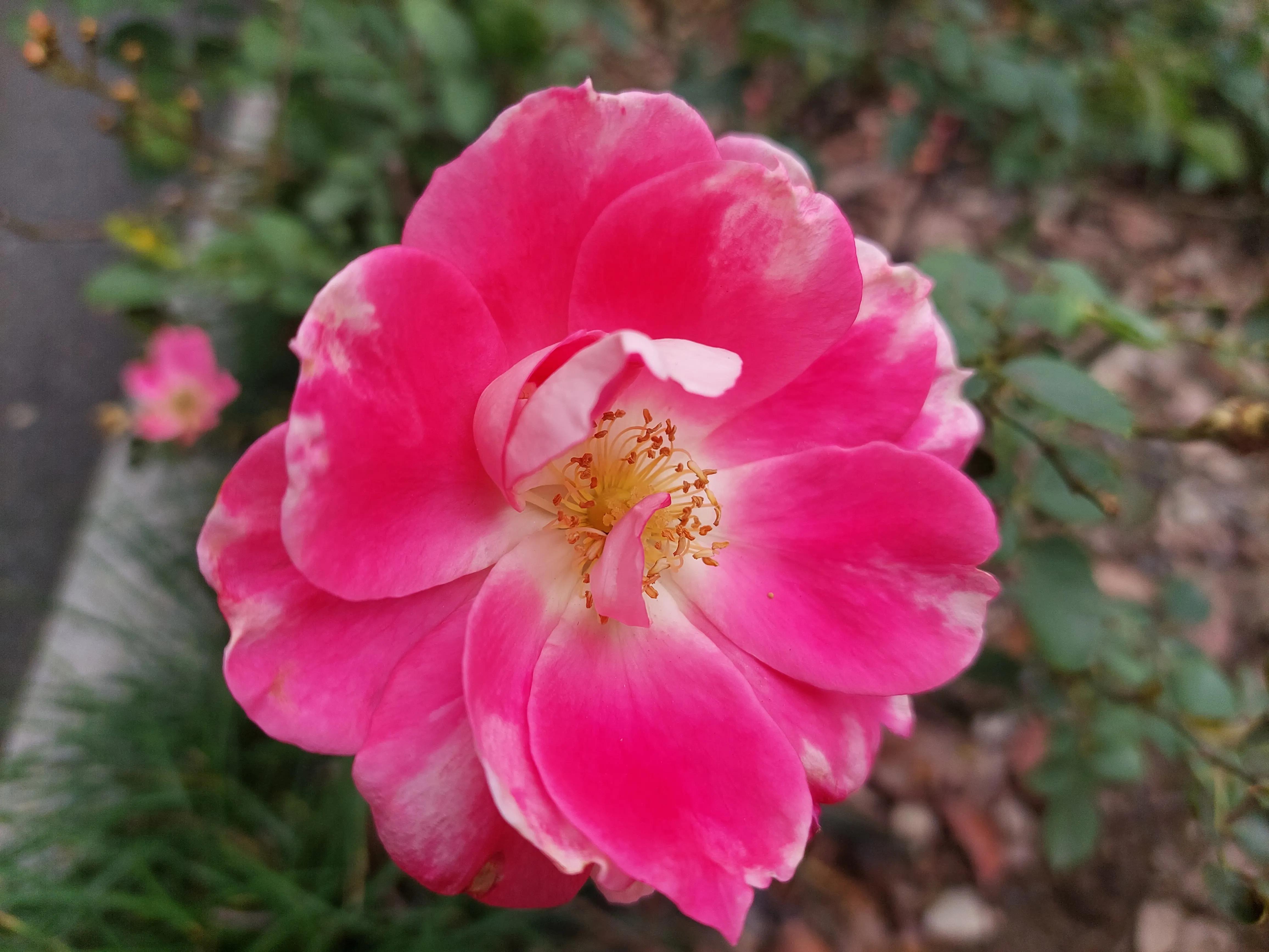 足球魅力是什么意思,足球的魅力就是绝杀瞬间