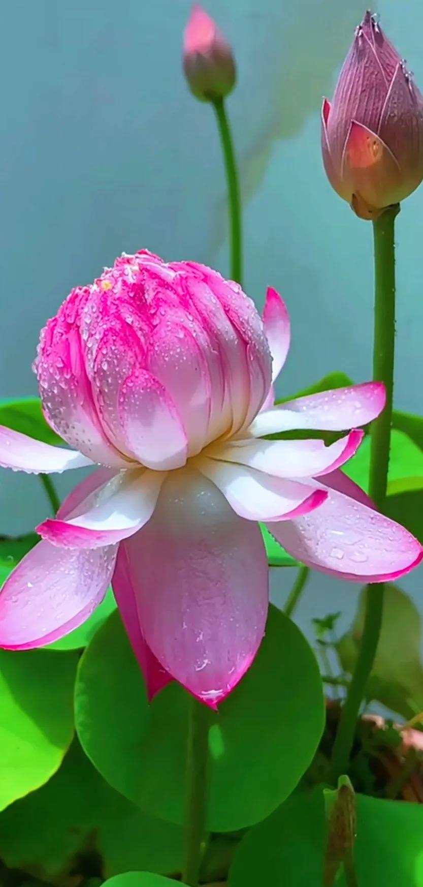 夏的季节荷花图片,三夏荷花图片