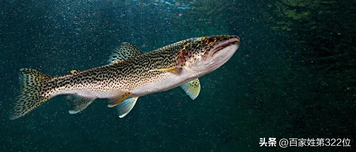 各种鱼名称的由来,各种鱼名的由来