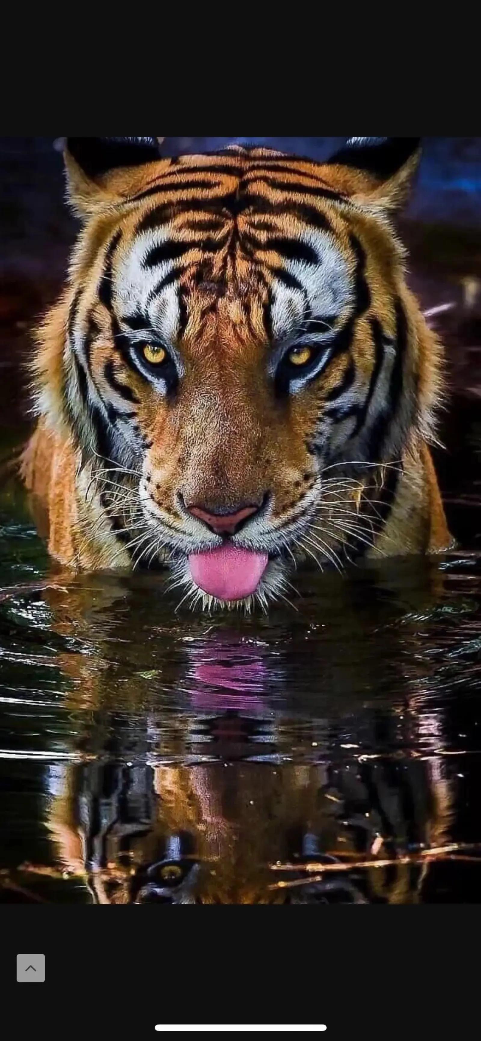 戏说老虎图文杂汇